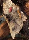 Bark