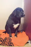 Pet Tails