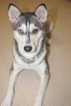 This handsome boy is Buck. He is an Alaskan husky that has been
at the shelter since Sept. 1. CASEY BRANCH/For the Frontiersman