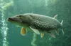 A northern pike is seen swimming in this undated photo. Northern pike are native to much of Alaska, but not to the Southcentral region south of the Alaska Range. Illegal introductions that st