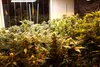 Matanuska Cannabis Club Tim Rockey/Frontiersman