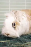 Hop on over