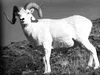 A Dall sheep hunting permit raised $200,000 in 1997 through an
Alaska Department of Fish and Game program that awards permits to
nonprofit groups, which then auction or raffle the permits for