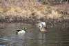 Mallard