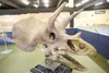 Bizzy the triceratops sits on display as part of Origins: The
Museum exhibit in Wasilla. The show will close Nov. 28. (ROBERT
DeBERRY/Frontiersman)