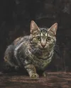 Cleopatra is a 3 year old, short haired tabby. The Journey ~ Photography by Cris