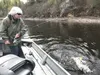 Frede Stier battles a Deshka River king salmon. Courtesy of Andy Couch