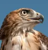 Rhett, a red-tailed ambassador hawk resides at the Alaska WildBird Rehabilitation Center in Big Lake. Courtesy Alaska WildBird Rehabilitation Center