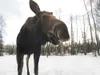Deep snow across Southcentral Alaska has put more moose in
jeopardy of being hit by a car and kept the Alaska Moose Federation
rolling almost non-stop recently, responding to at least 15
coll
