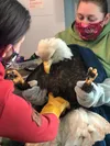 Alaska Wildbird Rehab transferred a rescued eagle to the Bird Treatment and Learning Center in Anchorage from their care after a period of stabilization, critical care, and running important 