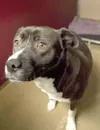 Pet Tails
