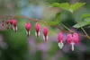 A colorful palette of flowers provides a backdrop for bleeding hearts in Cindy Forsyth’s Mary Louise Garden in Willow. The garden is part of the 28th annual Willow Garden Club Gala and Tour o