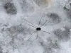 Daddy longlegs moves across snowy trail on Anchorage’s Hillside. Courtesy photo