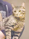 Pet Tails