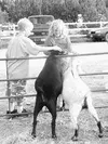 Houston Founder's Day is a fun weekend for the whole family to
enjoy. Frontiersman file photo.