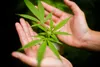 Issue No. 44: Hemp farming in upstate New York
