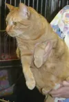 Orange you ready for a cat?