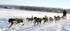 Anchorage musher Robert Bundtzen follows his team across Willow
Lake near the start of the Willow-Tug 300 last Friday. Bundtzen
finished three minutes head of second-place Ray Redington to wi