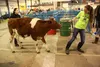 Maria Beck leads her steer Oscar across a metal grate Thursday evening at the Alaska State Fair. Oscar fears metal grates because of the noise they make when he steps on them, but appeared to