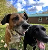 The City of Wasilla is reminding families that pets need to be included in your family’s emergency plan, including having food, water, and meds. Also, keep an updated photo of your pets to he