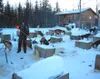Musher Kelley Griffin tends to the less-than-glamorous side of
the sport in her dog lot off Knik-Goose Bay Road. Photo by STEVE
KADEL/Frontiersman.