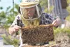 Bee keeper Steve Victors pulls pulls a hive frame full of bees
out of one of 70 hives on his Valley property. Victors began
keeping bees around 1996. (ROBERT DeBERRY/Frontiersman)