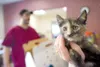 ROBERT DeBERRY/Frontiersman A newly adopted cat waits to go home
from the Mat-Su Borough Animal Shelter Thursday afternoon. The
shelter took a $50,000 cut to its staffing budget at the boroug