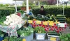 With her bountiful harvest of onions, rhubarb, squash and more on display at a recent Palmer Friday Fling, Yasinta Shumaker of Black Bear Farm just north of Palmer waits for customers. Alaska