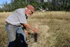The Antique Power Club of Alaska President Richard Greeno tends to bundles of grain at the Rebarchek Agricultural Park during the Alaska State Fair's Harvest Fest weekend. Jacob Mann/Frontier
