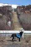 A porcupine on the Wagon Trail through Keystone Canyon east of Valdez. by NED ROZELL