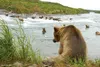 As many as 144 individual bears have been observed at McNeil River over the course of a summer, with as many as 74 bears observed at one time. Drew Hamilton/Alaska Department of Fish and Game