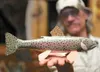 ROBERT DeBERRY/Frontiersman BuschWhacker Decoys owner Greg Busch
holds one of his handmade rainbow trout decoys.