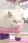 Big kitty has big heart