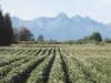 Potato chips for the Alaska Chip Co. starts with select chipping potatoes grown locally in the rich fertile soils of Palmer. Potatoes are then delivered weekly by the truckload to the factory
