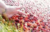 Cranberries in bog