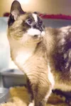 Pet Tails