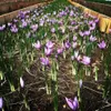 Saffron offers a golden farming opportunity