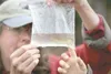 ROBERT DeBERRY/Frontiersman Wasilla Soil and Water Conservation
program manager Catherine Inman holds a young salmon up for
students from Big Lake Elementary to see Friday afternoon during a
