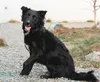 For more information on Bonnie, contact the Mat-Su Borough Animal Care and Regulation Shelter at 746-5500 or visit 9470 E. Chanlyut Circle, near the borough landfill. To see photos of more lo