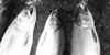 A new law allows Alaskan fish processors to label their product
"wild," as well as "antibiotic, hormone and dye free." In Alaska
the label will have the protection of the state's existing
tru