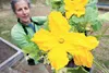 Jan Newman is spearheading the Grow Palmer effort. She hopes to change the way we think about our local food system by planting produce in public places and inviting people to sample it. Here