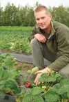 Arthur Keyes, Glacier Valley Farm, shows off some of the big, red strawberries from his 1-acre field off Inner Springer Loop in this 2010 Frontiersman file photo. That year’s rainy summer mea