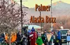 Palmer Buzz