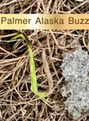 Palmer Buzz