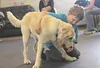 Wyatt Reinhart works with Jack, an 18-month-old Labradoodle that will become his new service dog. Courtesy Midnight Sun Service Dogs