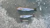 Rainbow trout (top) and landlocked coho salmon caught while ice fishing on Lake Lucille. Courtesy Alaska Department of Fish and Game
