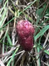 When I first noticed the large, red form in late July, I thought I’d found some kind of mutant berry. About 1½ inches long and three-quarters of an inch wide at its thickest point, the purpli