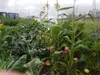 Valley backyard gardeners who chose corn as part of the vegetable garden may be fighting a losing battle. Although this summer's temperatures have been close to average, the overabundance of 