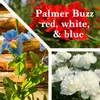 Palmer Buzz
