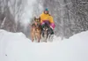 The 2014 Northern Lights 300 sled dog race has been cancelled due to weather and trail conditions. ROBERT DeBERRY/Frontiersman
